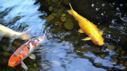 Koi carp swim in a pond The water is reflective - Powered by Adobe