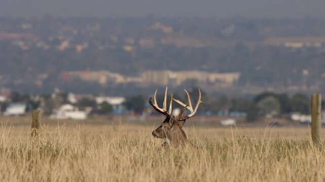 A male Elk with a rack of antlers on the prairie at Rocky Mountain Arsenal National Wildlife Refuge near Denver, Colorado