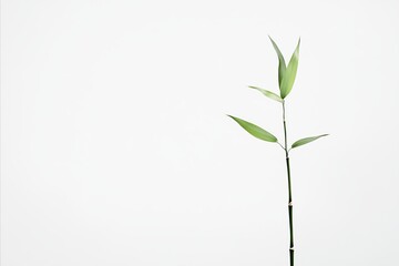 Fototapeta premium Minimalist bamboo stalk with leaves against a stark white backgr