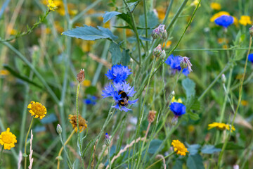 Bumbluebee pollinating blue cornflour Wildflowers and long grass in London Fields.