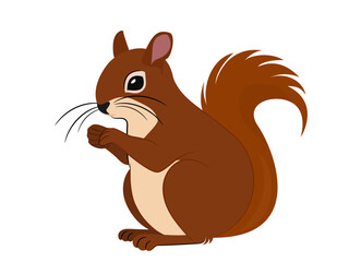 Squirrel on a white background.