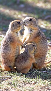 Prairie Dog Family Affectionately Nuzzling and Embracing in Natural Habitat