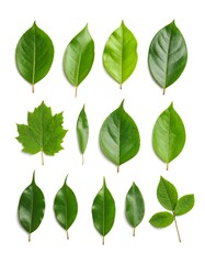 Fresh green leaves, various shapes