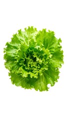 Obraz premium Fresh green lettuce head