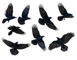 Obraz premium Group of Crows in Mid-Flight, isolated on a transparent background