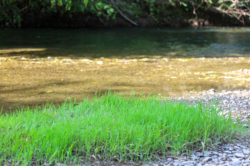 ​A tuft of fresh green grass on a riverbank with shallow water and golden reflections from the sun on the water. The photograph conveys a calm atmosphere of nature, perfectly suitable for depicting ou