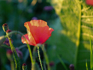 An open red poppy in a field, bathed in the warm, soft light of the evening sun. The photograph conveys the beauty and tenderness of wildflowers, creating a sense of peace and summer.