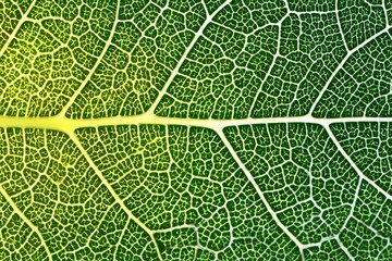 Close-up view of a leaf's intricate vein network