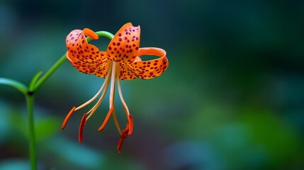 Vibrant close-up of a spotted orange tiger lily flower with striking detail, set against green.