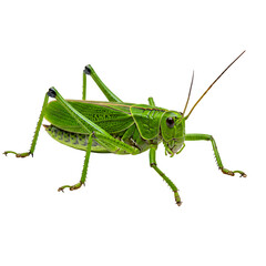 Fototapeta premium Green Grasshopper Profile, isolated on transparent background