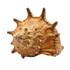 Fototapeta premium Murex Shell, isolated on transparent background