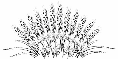 Vector illustration of a wheat field with detailed stalks and grains in black and white ink style drawing art