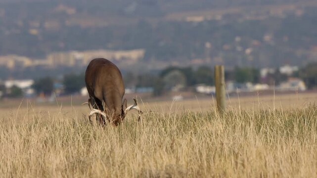 Closeup of a male or bull Elk, or Wapiti, with a rack, at Rocky Mountain Arsenal National Wildlife Refuge near Denver, Colorado