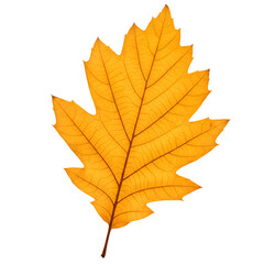 Autumn Oak Leaf, isolated on transparent background