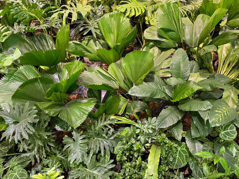 Close up of licuala grandis, or commonly called ruffed fan palm. A tropical palm tree with pleated textured leaves and fan shape native to tropical countries. Good for gardening plant. Beauty of natur