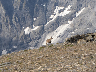 Le Cheval Blanc, France - September 2nd 2024: A chamois on Le Cheval Blanc peak