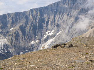 Le Cheval Blanc, France - September 2nd 2024: A chamois on Le Cheval Blanc peak