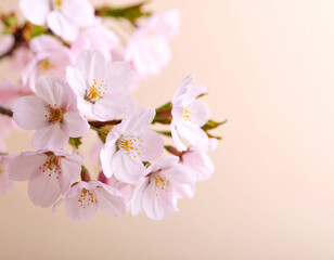 Fototapeta premium Delicate branches of light pink cherry blossoms, some in full bloom and others as closed buds, are arranged on a soft beige background. A fallen petal rests gently near the center, creating a peaceful