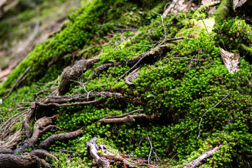 Obraz premium 生命力あふれる木の根と苔 