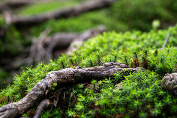 生命力あふれる木の根と苔	