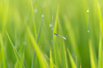 朝露に濡れた植物に止まるトンボ