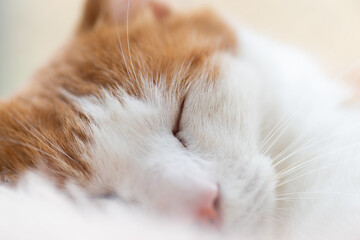 窓辺で眠る可愛い猫　茶トラ白