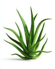 Fototapeta premium Closeup of a Lush Green Aloe Vera Plant on White Background