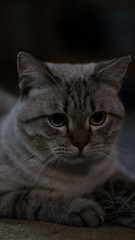 Relaxed tabby cat lying down indoors