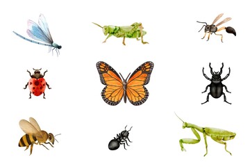 Various of insect set on white background. Watercolor of grasshopper, butterfly, dragonfly, ladybug, praying mantis, ant, bee, wasp, and beetle isolated. Hand drawn of animals