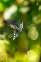hummingbird Sparkling violetear (Colibri coruscans) Ecuador-