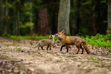 Cute Red Fox, Vulpes vulpes in fall forest. Beautiful animal in the nature habitat. Wildlife scene from the wild nature. Red fox running in orange autumn leaves