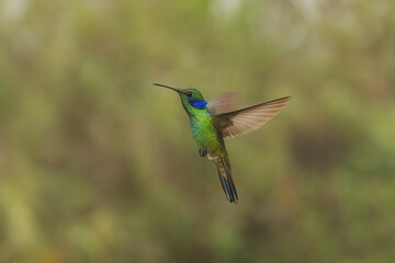 The lesser violetear (Colibri cyanotus), also known as the mountain violet-ear, is a medium-sized, metallic green hummingbird in Ecuador