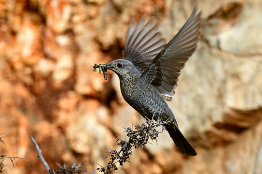 weibliche Blaumerle mit Futter im Schnabel // Blue rock thrush - female (Monticola solitarius) - Peloponnes, Griechenland