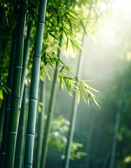 Obraz premium Lush bamboo grove, sunbeams