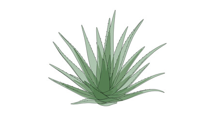 Obraz premium Amazing natural aloe vera plant for beautiful healthy skin and hair care