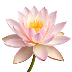 A delicate pink lotus flower with vibrant yellow stamens, isolated on a pure transparent background, symbolizing purity and enlightenment