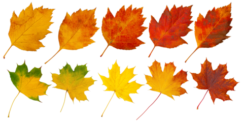 Ten colorful autumn leaves showing changing seasons on transparent background