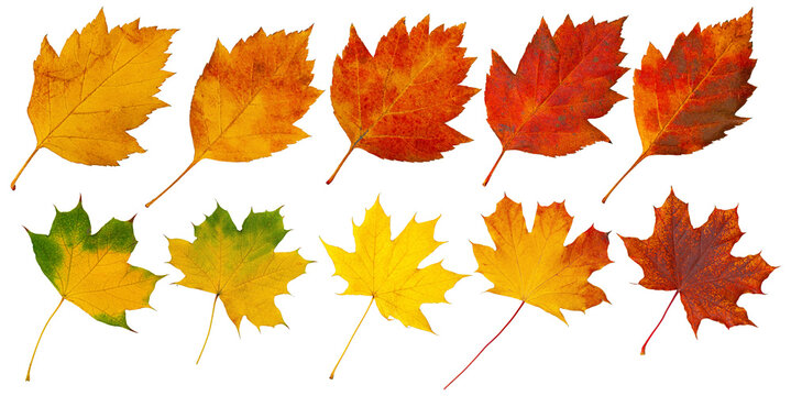 Fototapeta Ten colorful autumn leaves showing changing seasons on transparent background