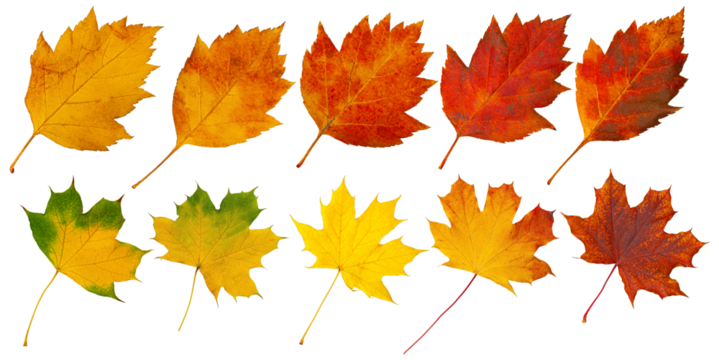 Ten colorful autumn leaves showing changing seasons on transparent background - Powered by Adobe