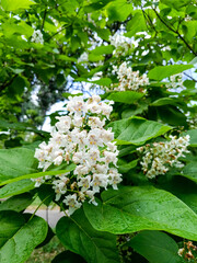 white beautiful catalpa flowers after rain