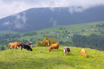 Fototapeta premium Cows grazing in a mountain meadow, Carpathians