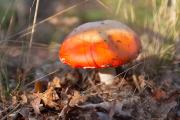 Red fly agaric mushroom growing on forest