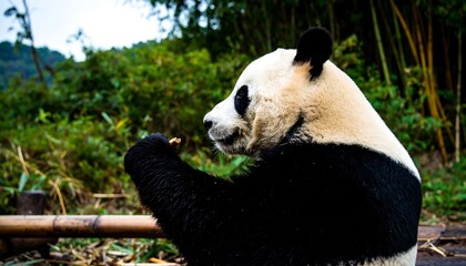 Obraz premium Panda eating bamboo (1)