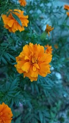 yellow marigold flowers in bloom