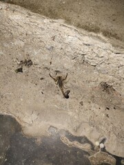 animal tracks in the sand