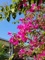 pink bougainvillea flowers