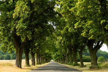 Tree-lined country road leading towards Říp Mountain near Roudnice nad Labem, Central Bohemian Uplands, Czech Republic