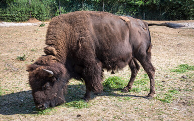 Fototapeta premium American Bison Grazing in Open Field on a Sunny Day