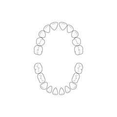 Dental arches of primary baby teeth diagram, human milk teeth anatomy © Hatch