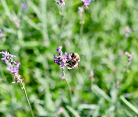 A close-up of a bumblebee gathering nectar from a purple lavender flower against a green background.